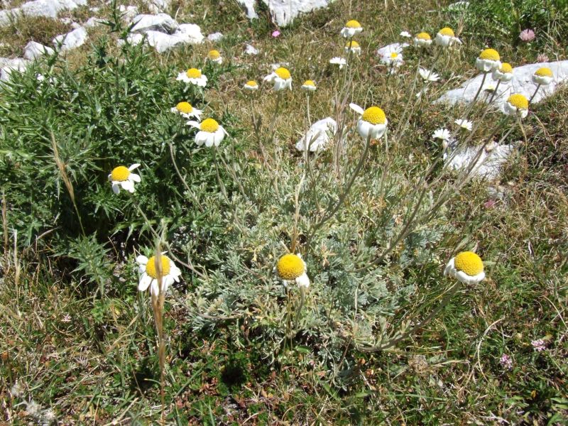 Anthemis cretica  / Camomilla montana